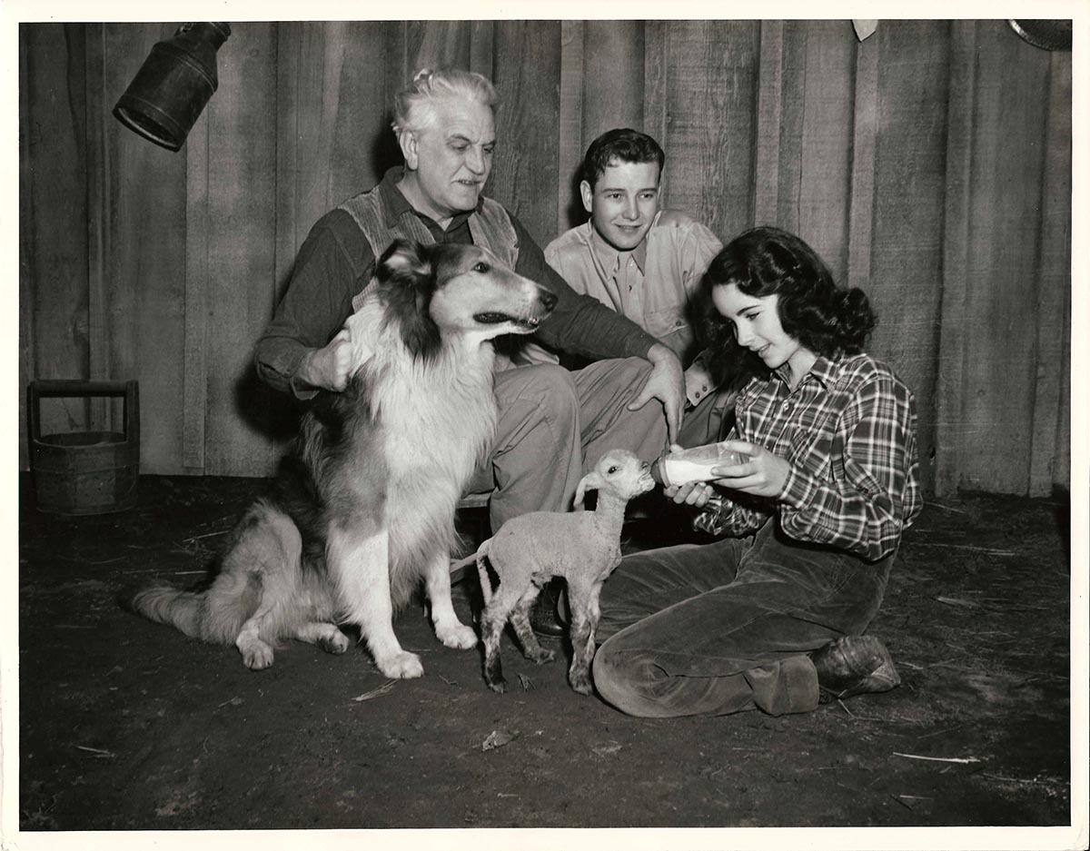 Elizabeth Taylor The Courage Of Lassie 1946 Bts Photo Walterfilm 