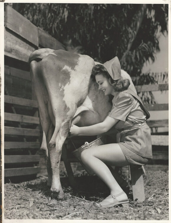 DONNA REED MILKS A COW (1942) Oversized publicity photo