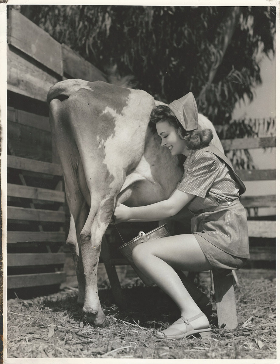 DONNA REED MILKS A COW (1942) Oversized publicity photo - WalterFilm